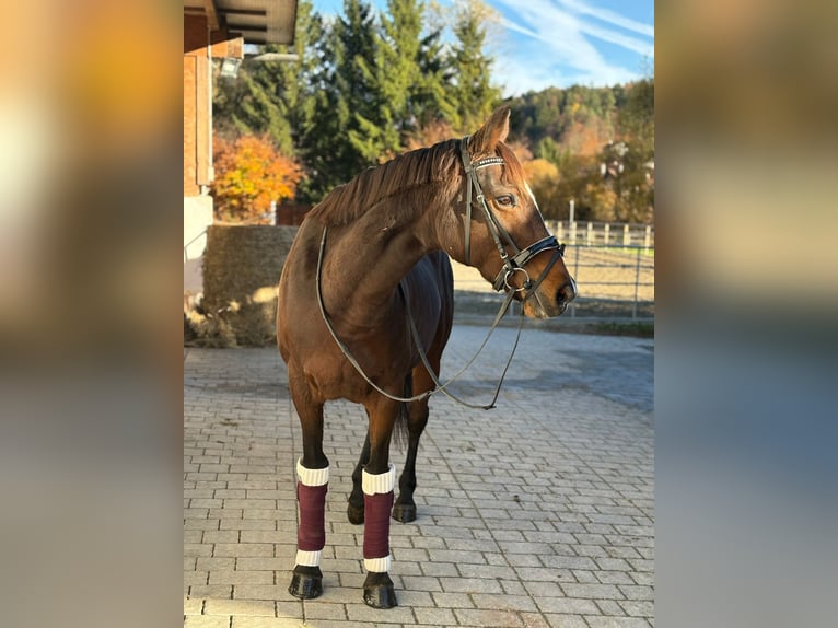 Cheval de sport irlandais Jument 10 Ans 160 cm Bai brun in Gummern