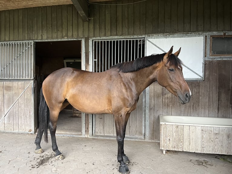 Cheval de sport irlandais Jument 10 Ans 167 cm Bai in Ahaus