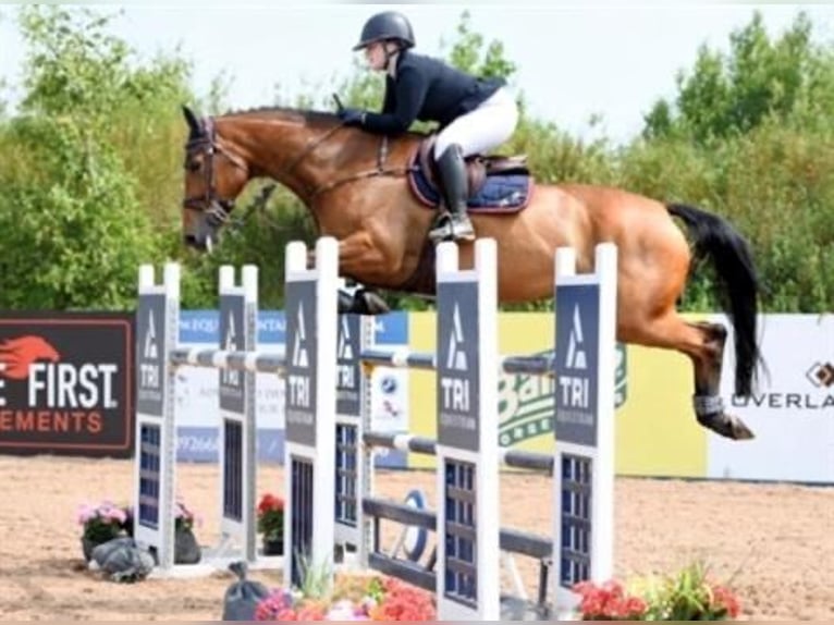 Cheval de sport irlandais Jument 10 Ans 170 cm Bai cerise in Belfast