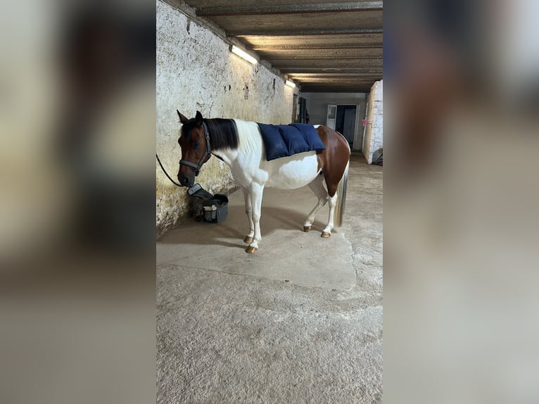 Cheval de sport irlandais Croisé Jument 11 Ans 125 cm Pinto in Kretz