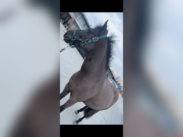 Cheval de sport irlandais Jument 11 Ans 141 cm Noir in Astene