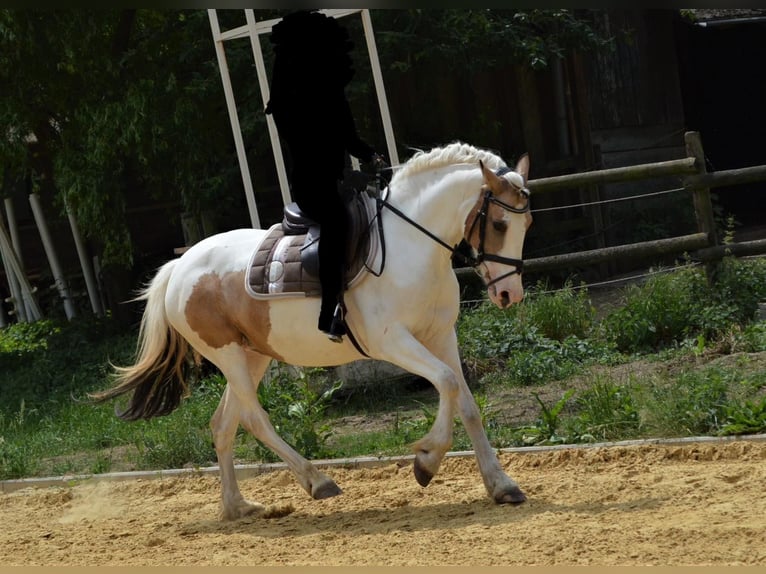Cheval de sport irlandais Jument 11 Ans 150 cm Pinto in Köln