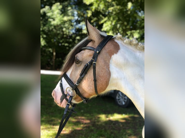 Cheval de sport irlandais Jument 11 Ans 150 cm Pinto in Köln