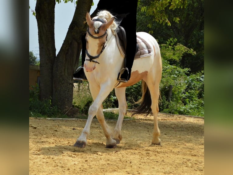 Cheval de sport irlandais Jument 11 Ans 150 cm Pinto in Köln