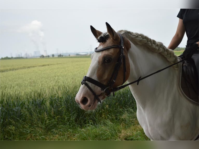 Cheval de sport irlandais Jument 11 Ans 150 cm Pinto in Köln