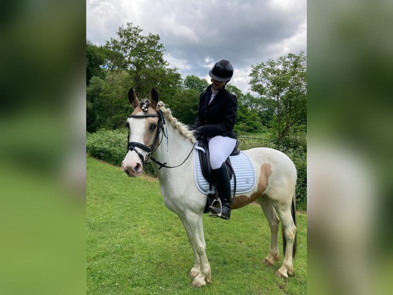 Cheval de sport irlandais Jument 11 Ans 150 cm Pinto in Köln