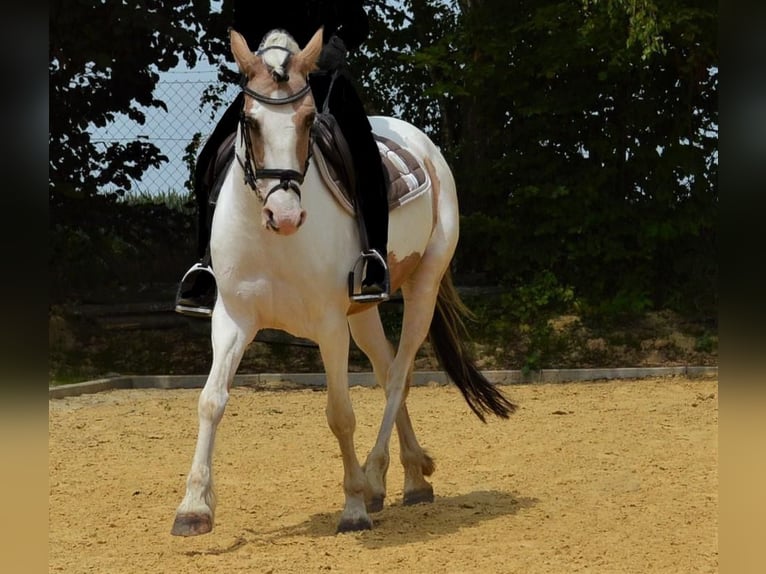 Cheval de sport irlandais Jument 11 Ans 150 cm Pinto in Köln
