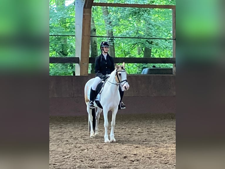 Cheval de sport irlandais Jument 11 Ans 150 cm Pinto in Köln