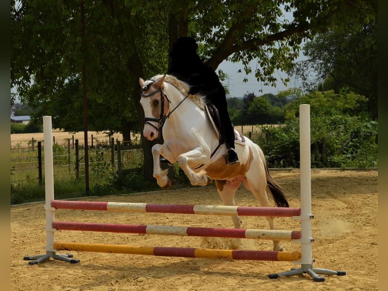 Cheval de sport irlandais Jument 11 Ans 150 cm Pinto in Köln