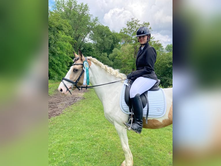 Cheval de sport irlandais Jument 11 Ans 150 cm Pinto in Köln