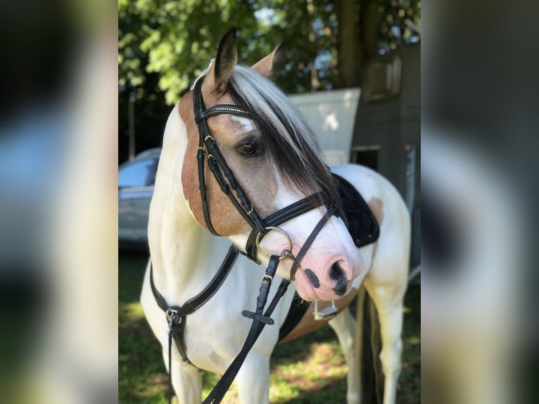 Cheval de sport irlandais Jument 11 Ans 150 cm Pinto in Köln