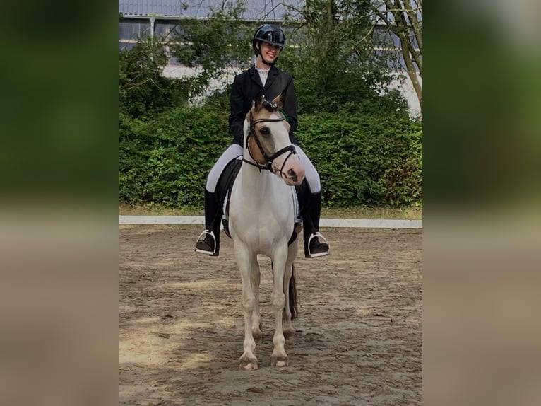Cheval de sport irlandais Jument 11 Ans 150 cm Pinto in Köln