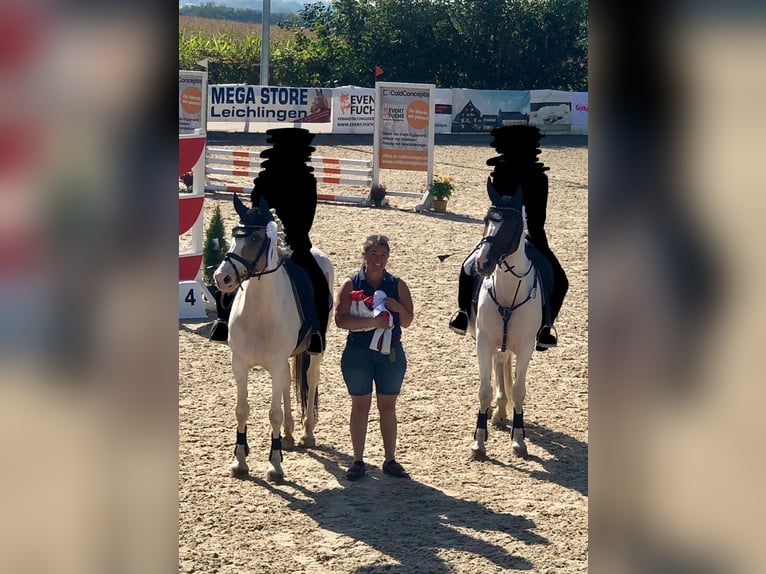 Cheval de sport irlandais Jument 11 Ans 150 cm Pinto in Köln
