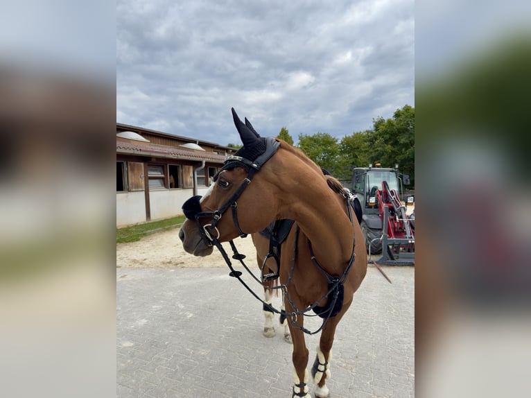 Cheval de sport irlandais Jument 11 Ans 156 cm Alezan in Giengen an der Brenz