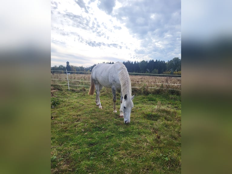 Cheval de sport irlandais Jument 11 Ans 156 cm Gris in Soltau