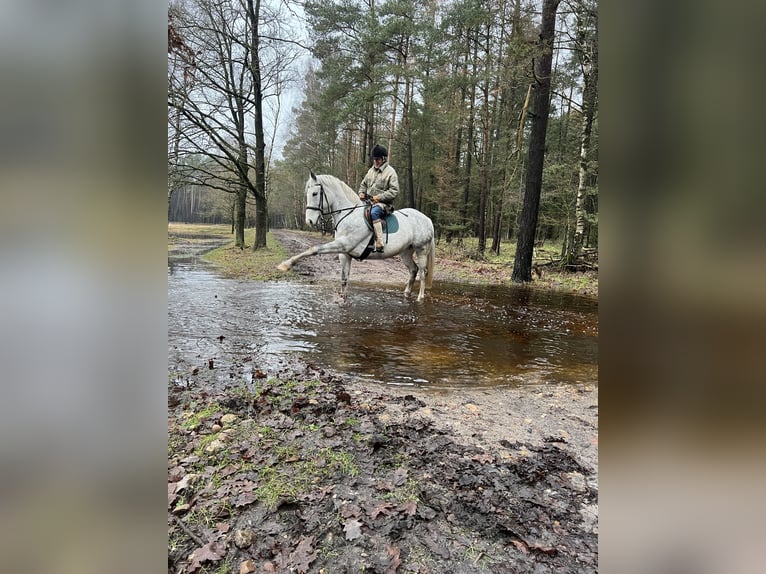 Cheval de sport irlandais Jument 11 Ans 156 cm Gris in Soltau