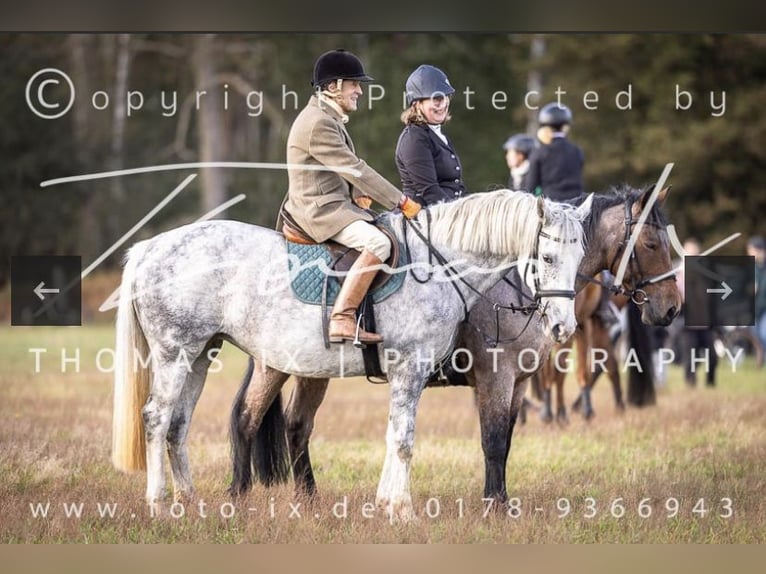 Cheval de sport irlandais Jument 11 Ans 156 cm Gris in Soltau