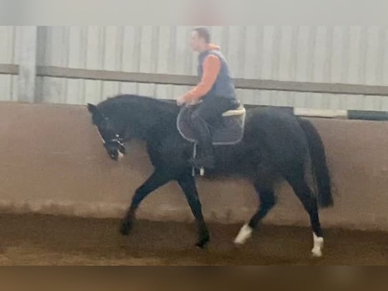 Cheval de sport irlandais Jument 11 Ans 157 cm Noir in Elze Esbeck