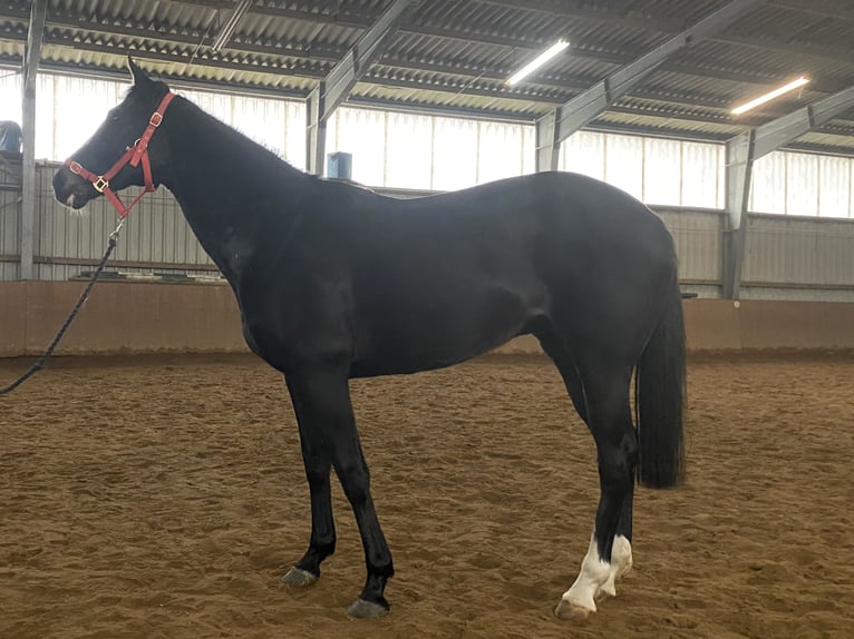 Cheval de sport irlandais Jument 11 Ans 157 cm Noir in Elze Esbeck