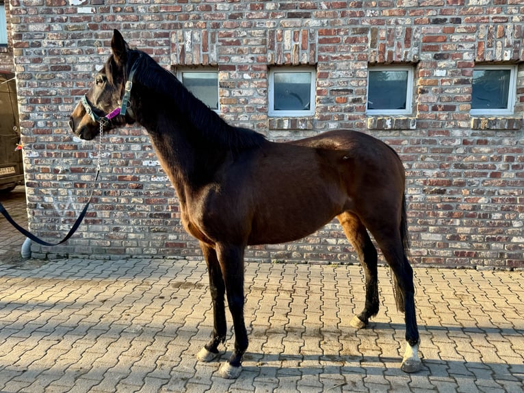 Cheval de sport irlandais Jument 11 Ans 160 cm Bai brun in Grevenbroich