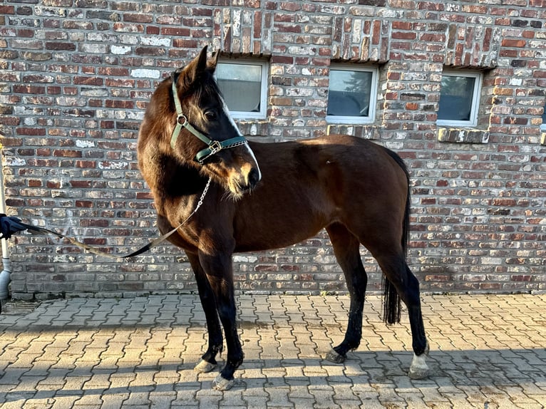 Cheval de sport irlandais Jument 11 Ans 160 cm Bai brun in Grevenbroich