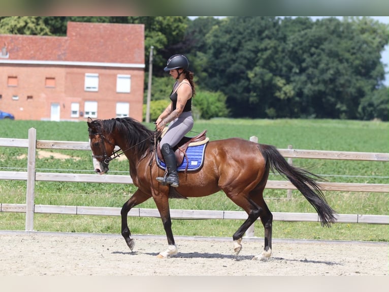 Cheval de sport irlandais Jument 11 Ans 160 cm Bai in Pepingen