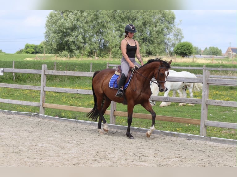 Cheval de sport irlandais Jument 11 Ans 160 cm Bai in Pepingen
