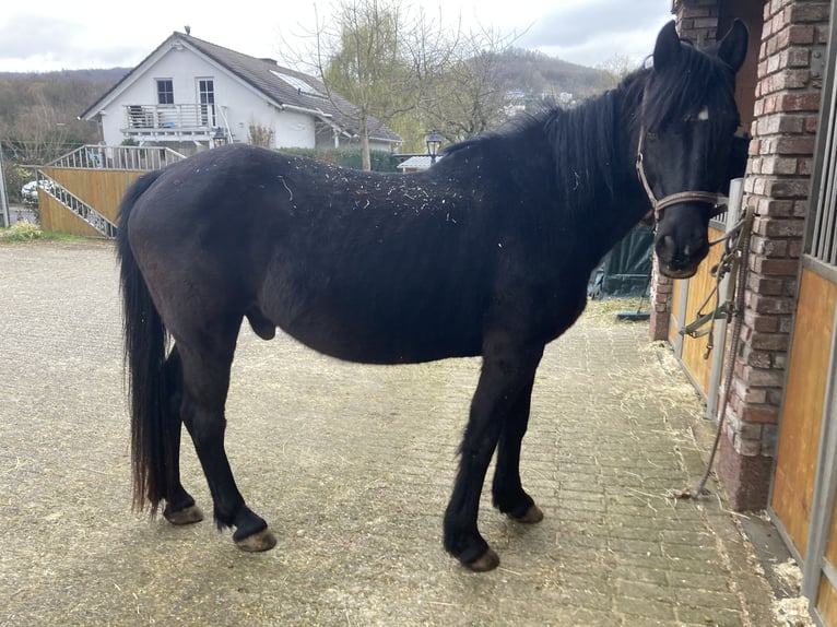 Cheval de sport irlandais Jument 11 Ans 163 cm Bai in Niedenstein
