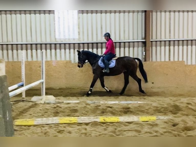 Cheval de sport irlandais Jument 11 Ans 165 cm Bai in Sligo