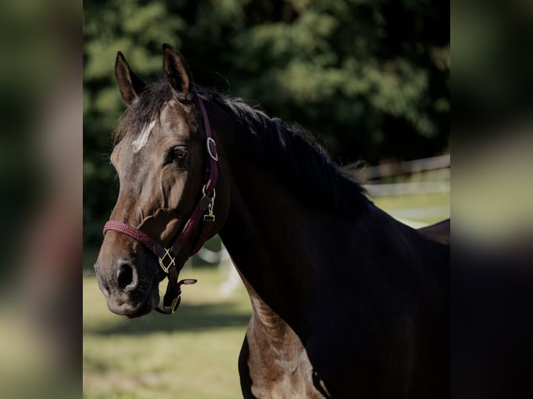 Cheval de sport irlandais Jument 11 Ans 168 cm Bai brun in Utting am Ammersee