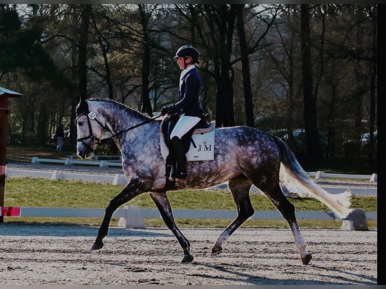 Cheval de sport irlandais Jument 11 Ans 174 cm Gris in Bredebro
