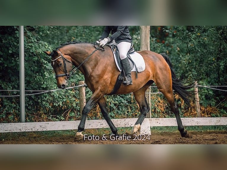Cheval de sport irlandais Jument 11 Ans 177 cm Bai in Hoornsterzwaag