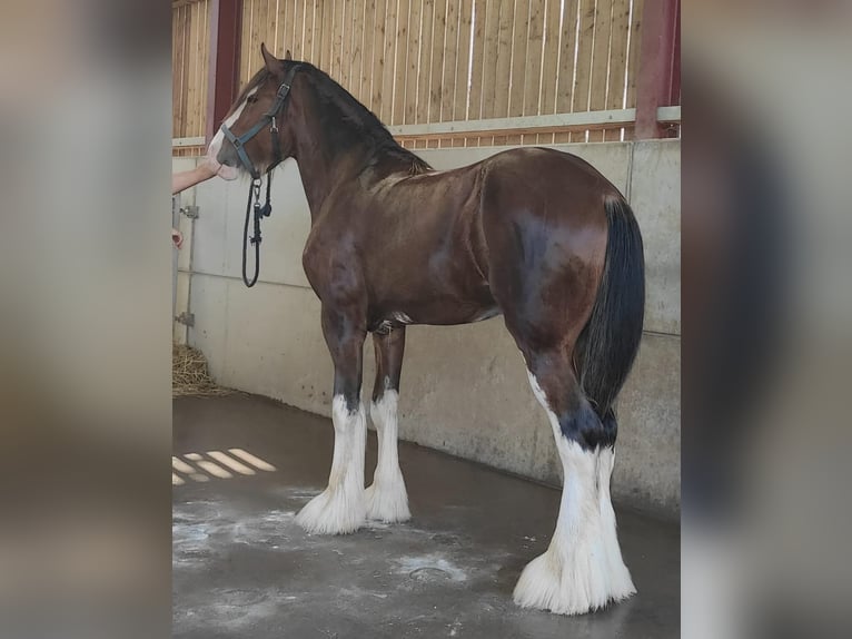 Cheval de sport irlandais Jument 11 Ans Bai cerise in york