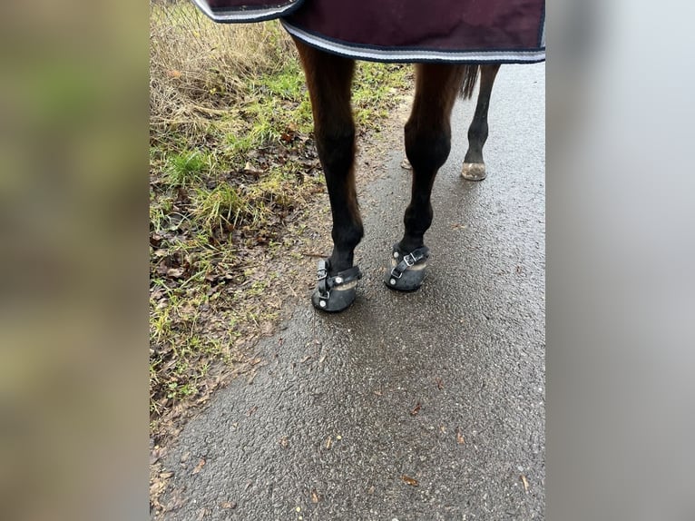 Cheval de sport irlandais Jument 12 Ans 157 cm Bai in Saarbrücken