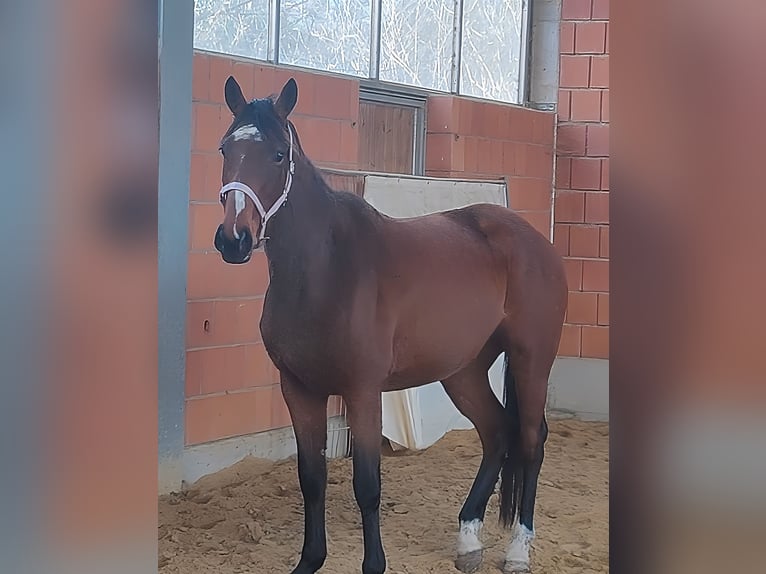 Cheval de sport irlandais Jument 12 Ans 165 cm Bai in Lage