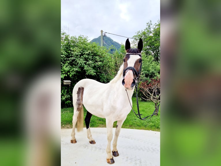 Cheval de sport irlandais Jument 12 Ans 165 cm Pinto in Gummern