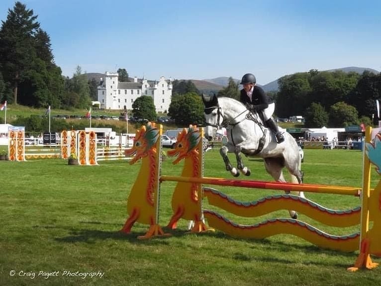 Cheval de sport irlandais Jument 12 Ans 167 cm Gris in Harelbeke