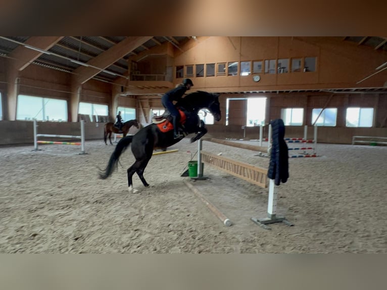 Cheval de sport irlandais Jument 12 Ans 168 cm Bai brun foncé in Reichenburg