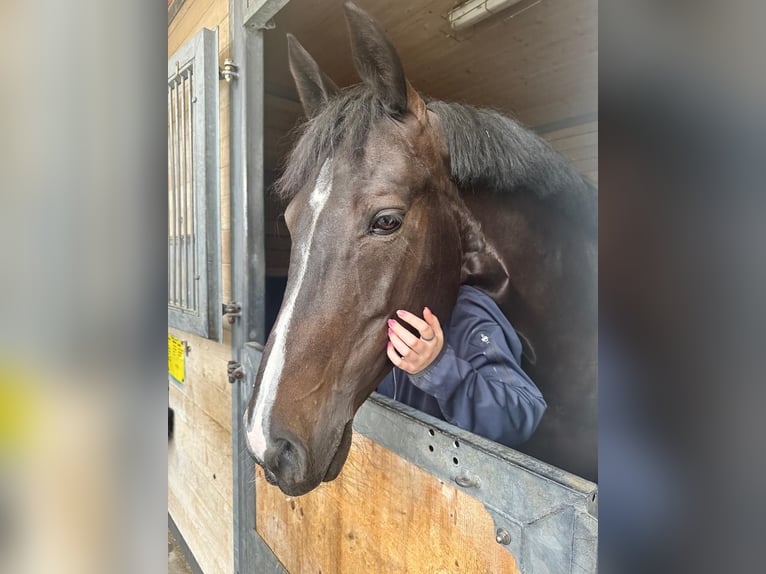 Cheval de sport irlandais Jument 12 Ans 168 cm Bai brun foncé in Reichenburg