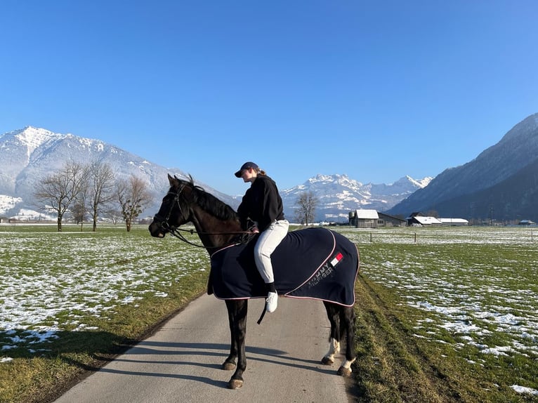 Cheval de sport irlandais Jument 12 Ans 168 cm Bai brun foncé in Reichenburg