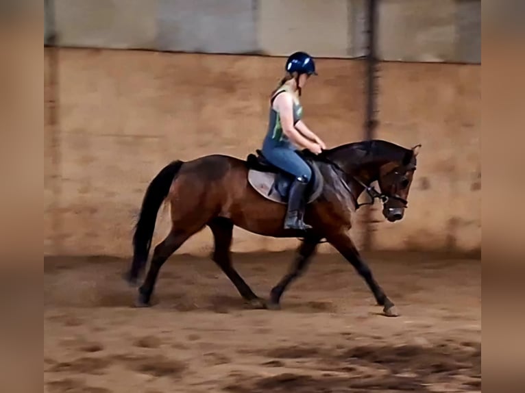 Cheval de sport irlandais Jument 13 Ans 152 cm Bai cerise in Stockport