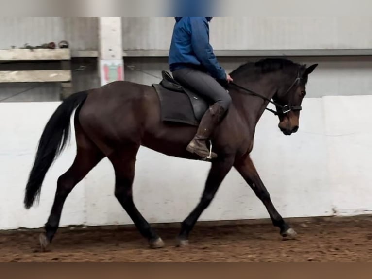 Cheval de sport irlandais Jument 13 Ans 152 cm Bai cerise in Stockport