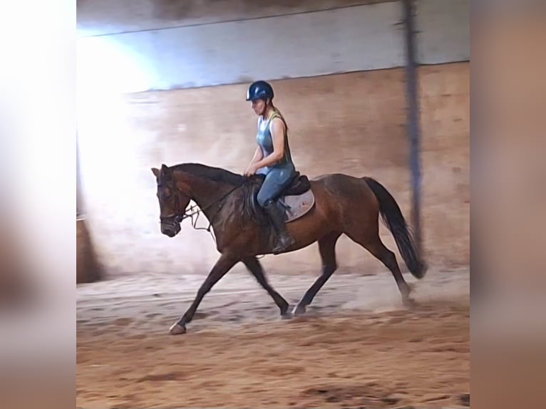 Cheval de sport irlandais Jument 13 Ans 152 cm Bai cerise in Stockport