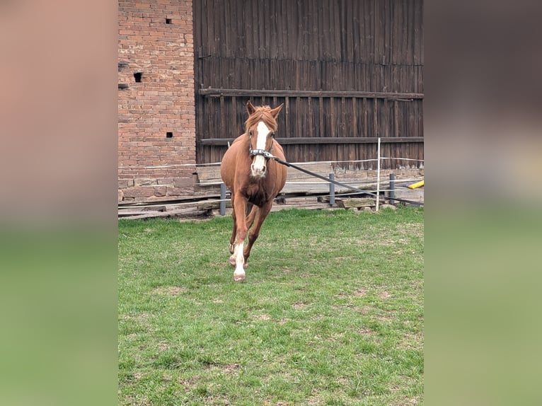 Cheval de sport irlandais Jument 13 Ans 152 cm Rabicano in Wesertal