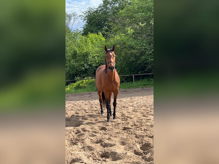 Cheval de sport irlandais Jument 13 Ans 160 cm Bai in Hamburg