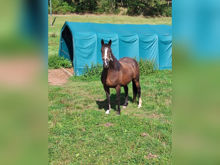 Cheval de sport irlandais Jument 13 Ans 160 cm in Ebsdorfergrund