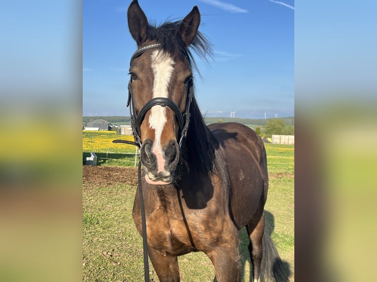 Cheval de sport irlandais Jument 13 Ans 160 cm in Ebsdorfergrund