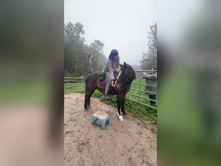 Cheval de sport irlandais Jument 13 Ans 160 cm in Ebsdorfergrund