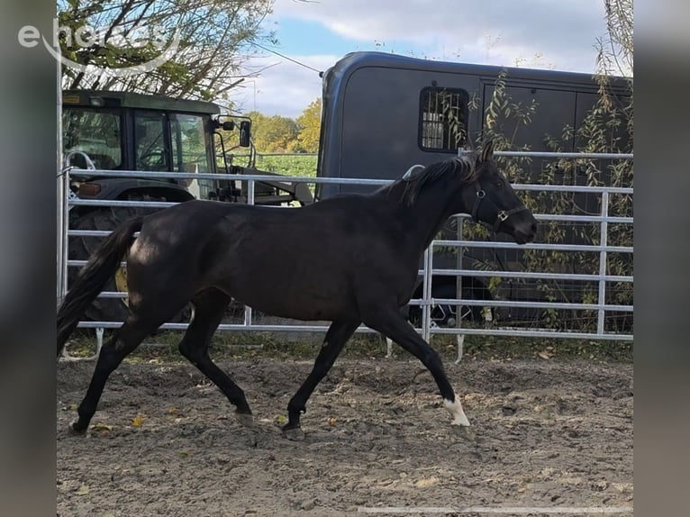 Cheval de sport irlandais Jument 13 Ans 165 cm Noir in Blomberg