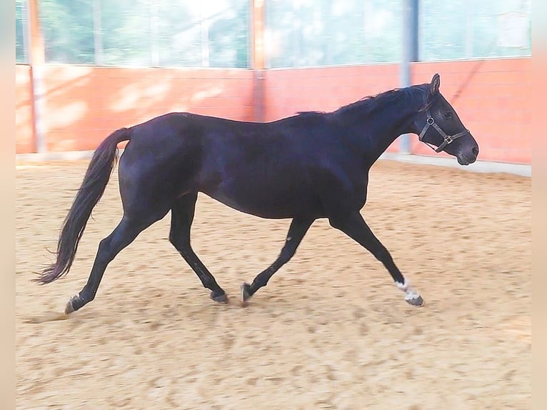 Cheval de sport irlandais Jument 13 Ans 165 cm Noir in Blomberg